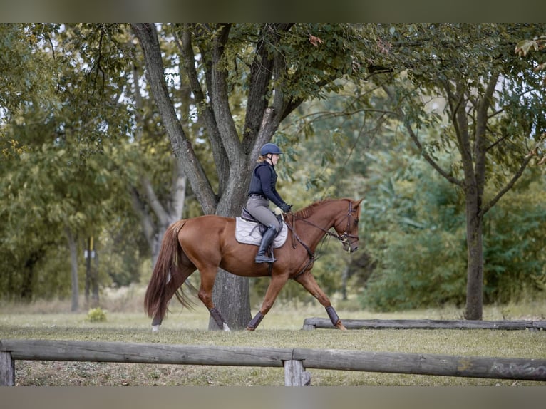 Deutsches Sportpferd Wallach 5 Jahre 173 cm Fuchs in L&#xF6;wenberger Land