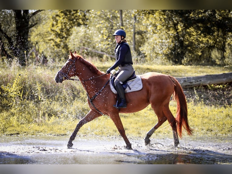 Deutsches Sportpferd Wallach 5 Jahre 173 cm Fuchs in L&#xF6;wenberger Land