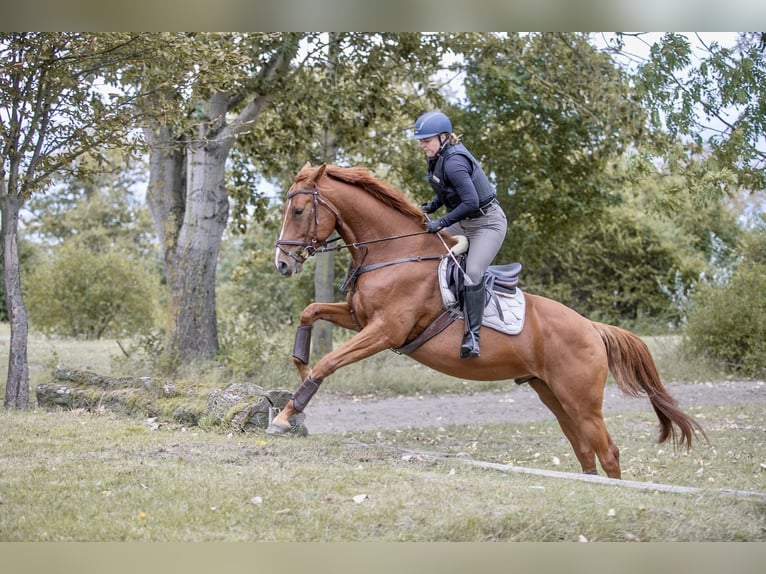 Deutsches Sportpferd Wallach 5 Jahre 173 cm Fuchs in L&#xF6;wenberger Land