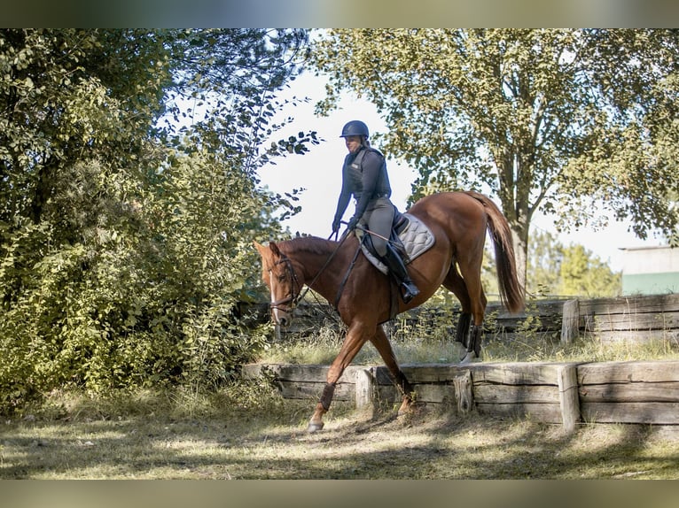 Deutsches Sportpferd Wallach 5 Jahre 173 cm Fuchs in L&#xF6;wenberger Land