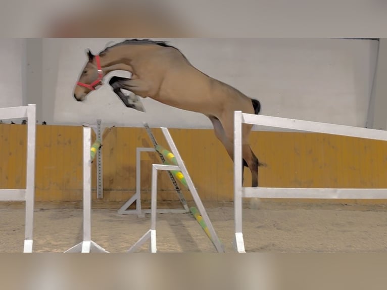 Deutsches Sportpferd Wallach 5 Jahre 173 cm Rotbrauner in Krajenka