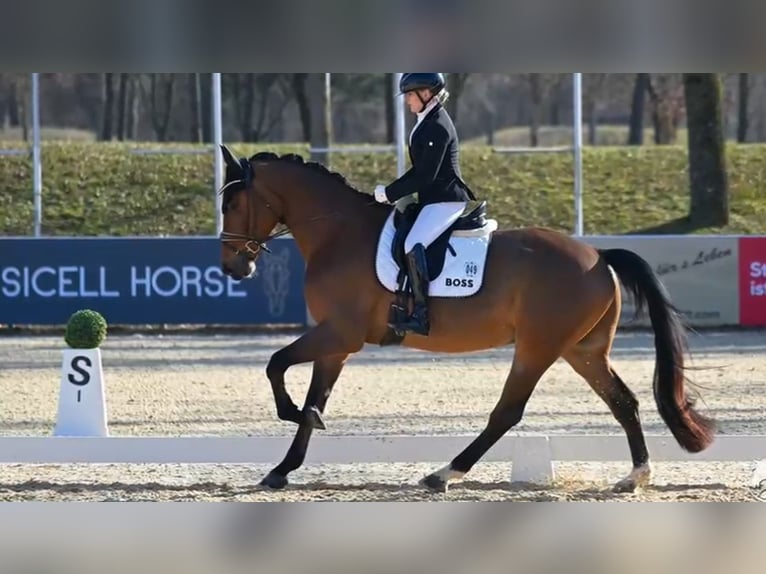 Deutsches Sportpferd Wallach 5 Jahre 174 cm Brauner in Wehringen