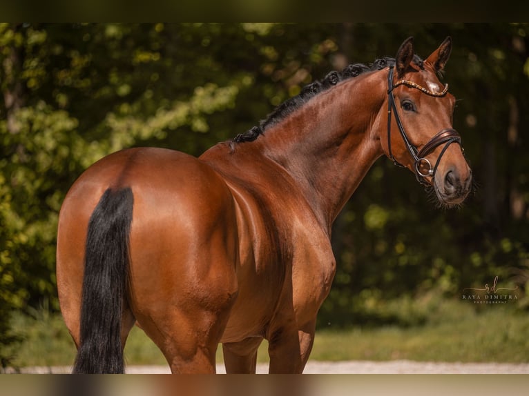 Deutsches Sportpferd Wallach 5 Jahre 174 cm Brauner in Wehringen
