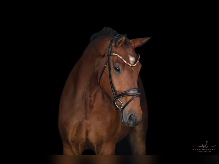 Deutsches Sportpferd Wallach 5 Jahre 174 cm Brauner in Wehringen