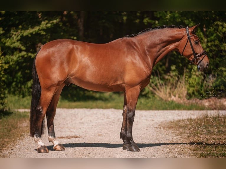 Deutsches Sportpferd Wallach 5 Jahre 174 cm Brauner in Wehringen
