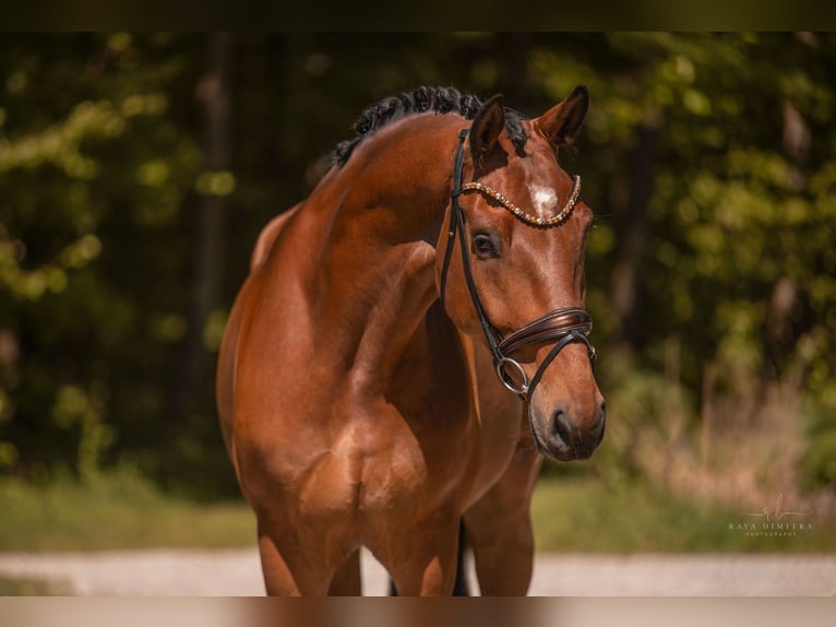 Deutsches Sportpferd Wallach 5 Jahre 174 cm Brauner in Wehringen