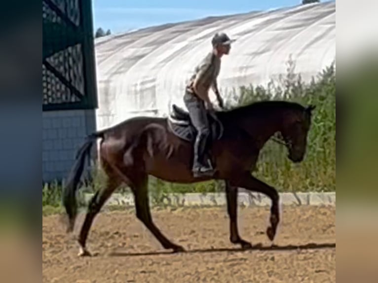 Deutsches Sportpferd Wallach 5 Jahre 174 cm Brauner in Michaelisbruch