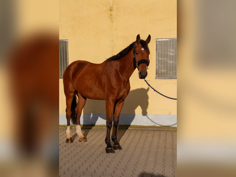 Deutsches Sportpferd Wallach 5 Jahre 174 cm Brauner in Gundelfingen an der Donau