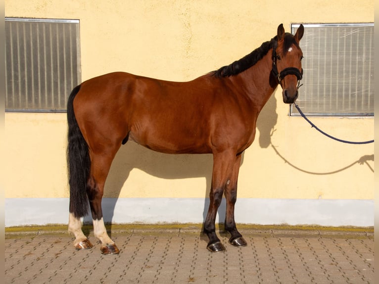 Deutsches Sportpferd Wallach 5 Jahre 174 cm Brauner in Gundelfingen an der Donau