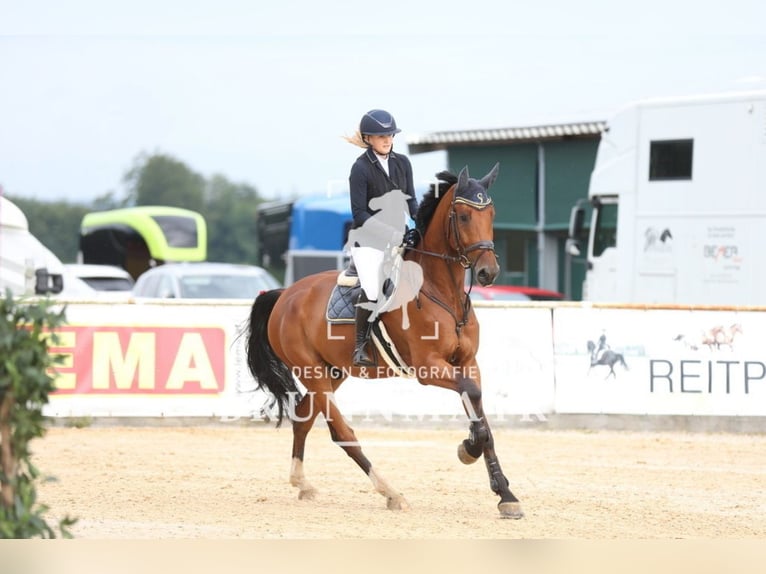 Deutsches Sportpferd Wallach 5 Jahre 174 cm Brauner in Gundelfingen an der Donau