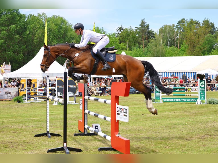 Deutsches Sportpferd Wallach 5 Jahre 174 cm Brauner in Lengenfeld