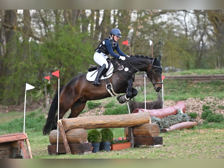 Deutsches Sportpferd Wallach 5 Jahre 174 cm Dunkelbrauner in Remptendorf