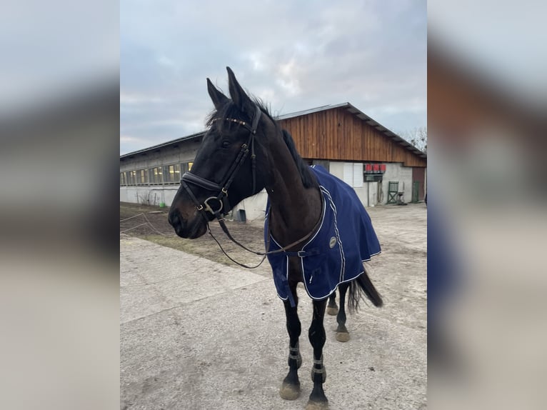 Deutsches Sportpferd Wallach 5 Jahre 174 cm Dunkelbrauner in Rätzlingen