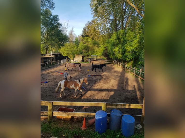 Deutsches Sportpferd Wallach 5 Jahre 174 cm Kann Schimmel werden in Hamburg Niendorf