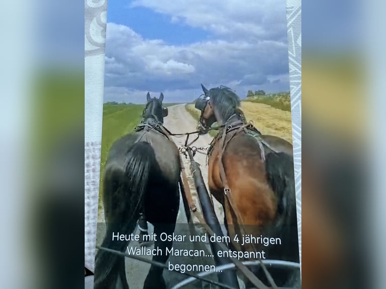 Deutsches Sportpferd Wallach 5 Jahre 174 cm Rappe in Horb am Neckar
