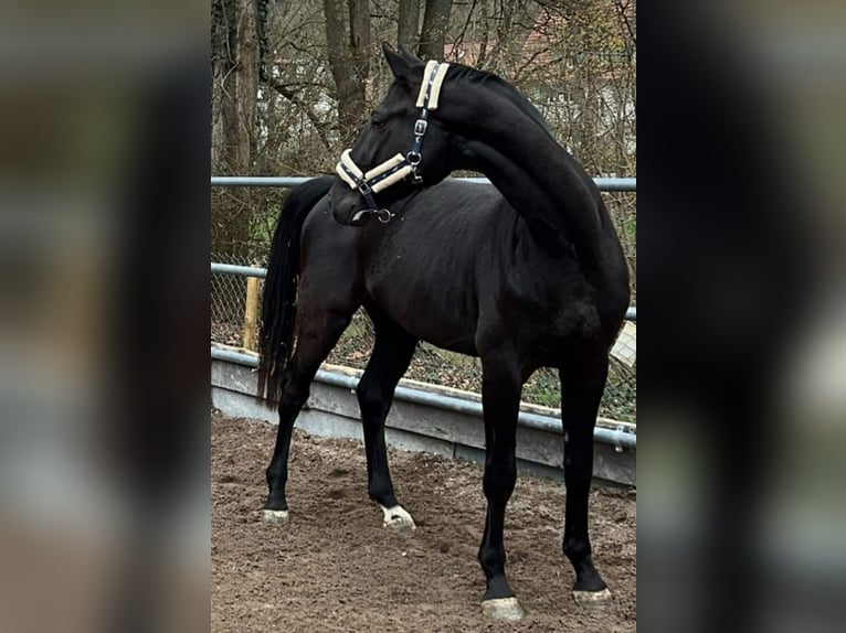 Deutsches Sportpferd Wallach 5 Jahre 174 cm Rappe in Horb am Neckar