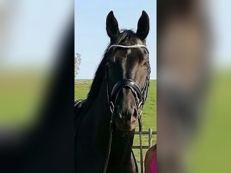 Deutsches Sportpferd Wallach 5 Jahre 174 cm Rappe in Horb am Neckar