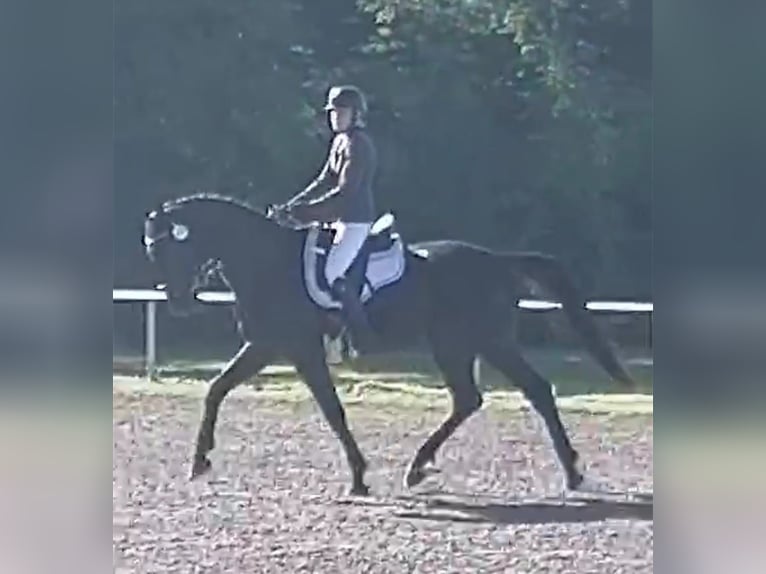 Deutsches Sportpferd Wallach 5 Jahre 174 cm Rappe in Horb am Neckar