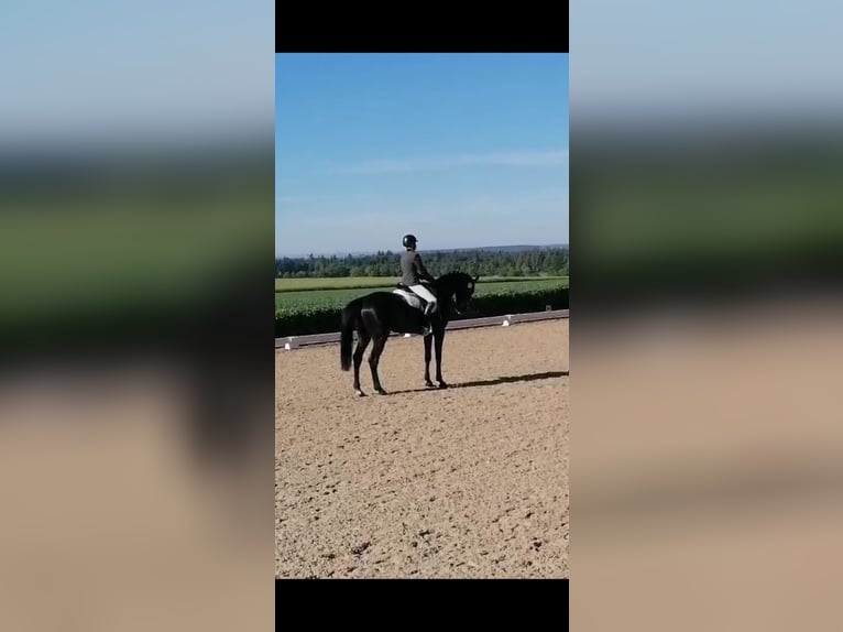 Deutsches Sportpferd Wallach 5 Jahre 174 cm Rappe in Horb am Neckar