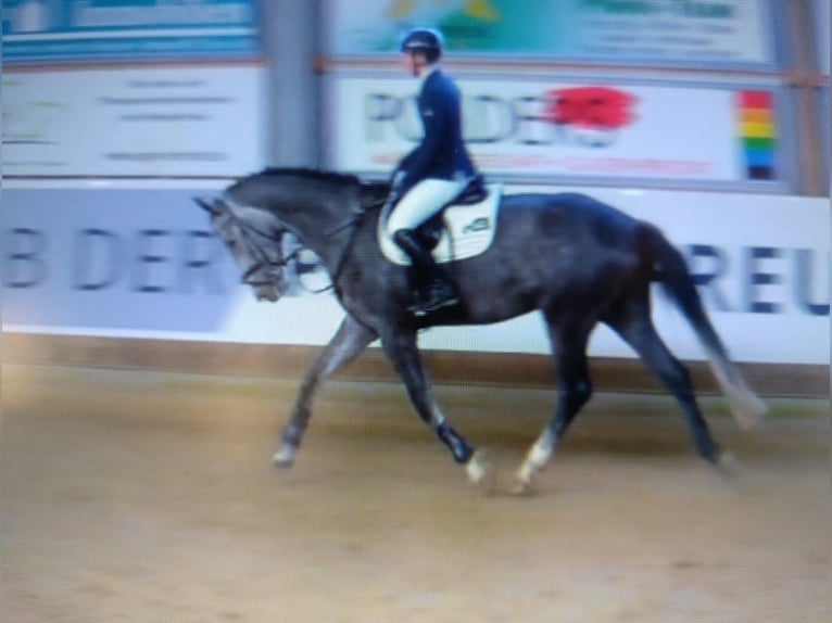 Deutsches Sportpferd Wallach 5 Jahre 174 cm Schimmel in Goch Deutsches Sportpferd Wallach 5 Jahre 174 cm Schimmel in Goch