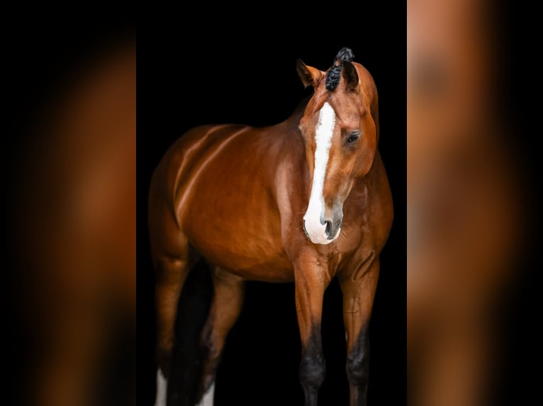 Deutsches Sportpferd Wallach 5 Jahre 175 cm Brauner in Buchholz (Westerwald)