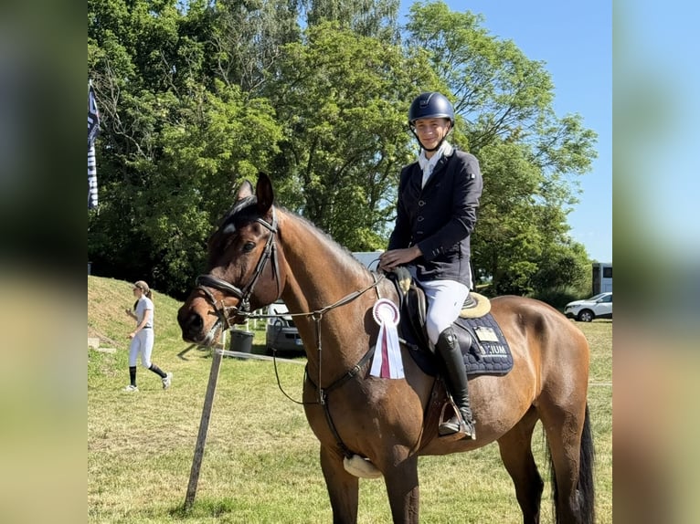 Deutsches Sportpferd Wallach 5 Jahre 175 cm Brauner in Berlin