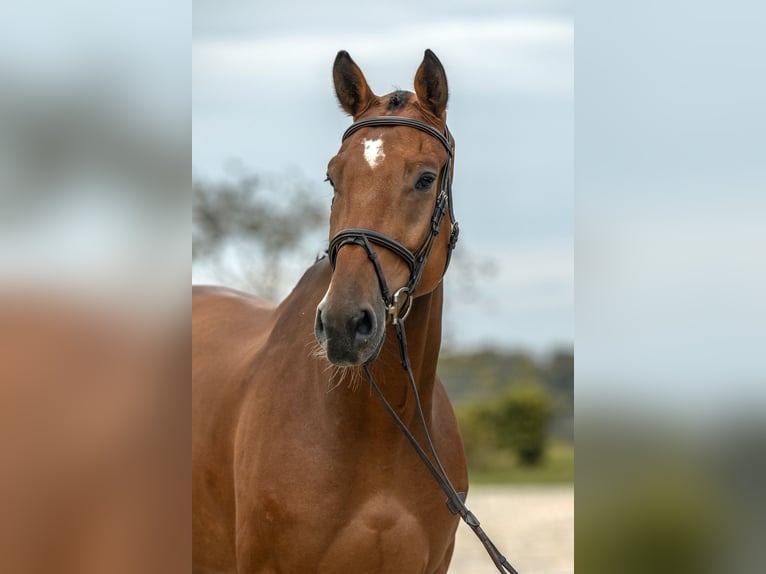 Deutsches Sportpferd Wallach 5 Jahre 175 cm Brauner in Gomadingen