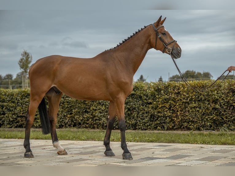 Deutsches Sportpferd Wallach 5 Jahre 175 cm Brauner in Gomadingen