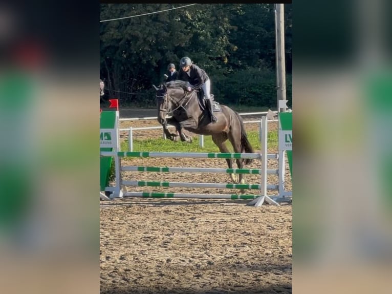 Deutsches Sportpferd Wallach 5 Jahre 175 cm Dunkelbrauner in Buchen Waldhausen