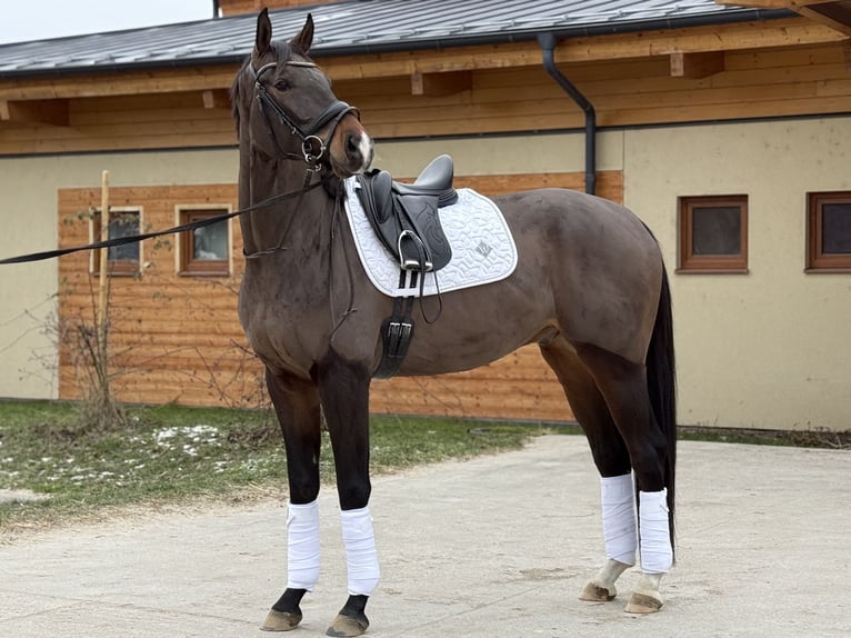 Deutsches Sportpferd Wallach 5 Jahre 175 cm Dunkelbrauner in Pezinok