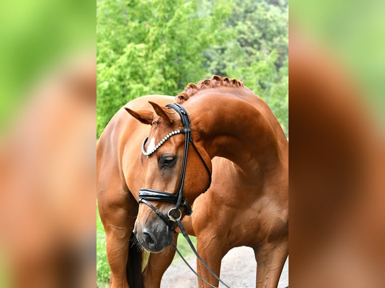 Deutsches Sportpferd Wallach 5 Jahre 175 cm Fuchs in Kamern