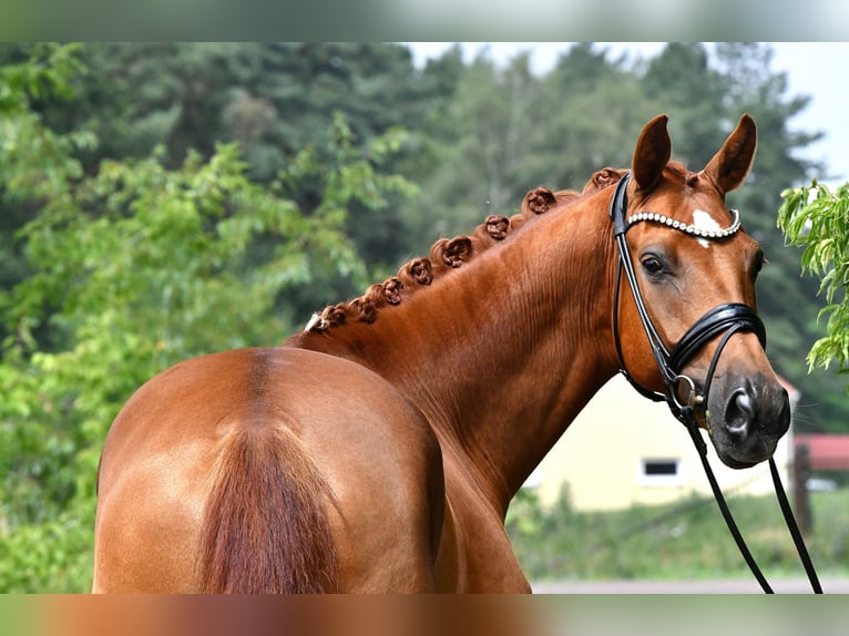 Deutsches Sportpferd Wallach 5 Jahre 175 cm Fuchs in Kamern