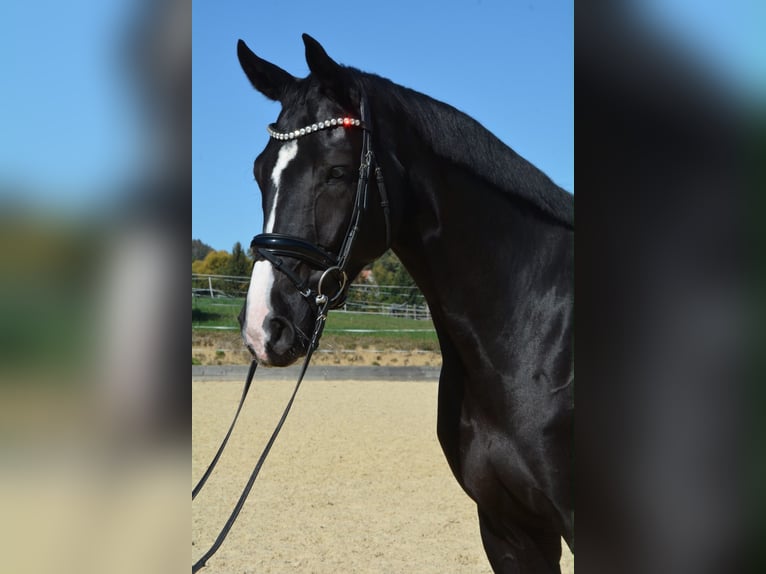 Deutsches Sportpferd Wallach 5 Jahre 175 cm Rappe in Heiligenberg