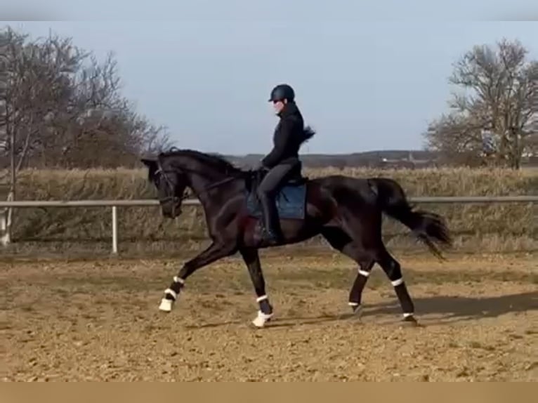 Deutsches Sportpferd Wallach 5 Jahre 175 cm Rappe in Gera