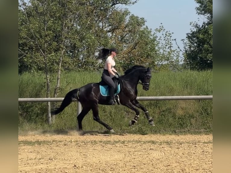 Deutsches Sportpferd Wallach 5 Jahre 175 cm Rappe in Gera
