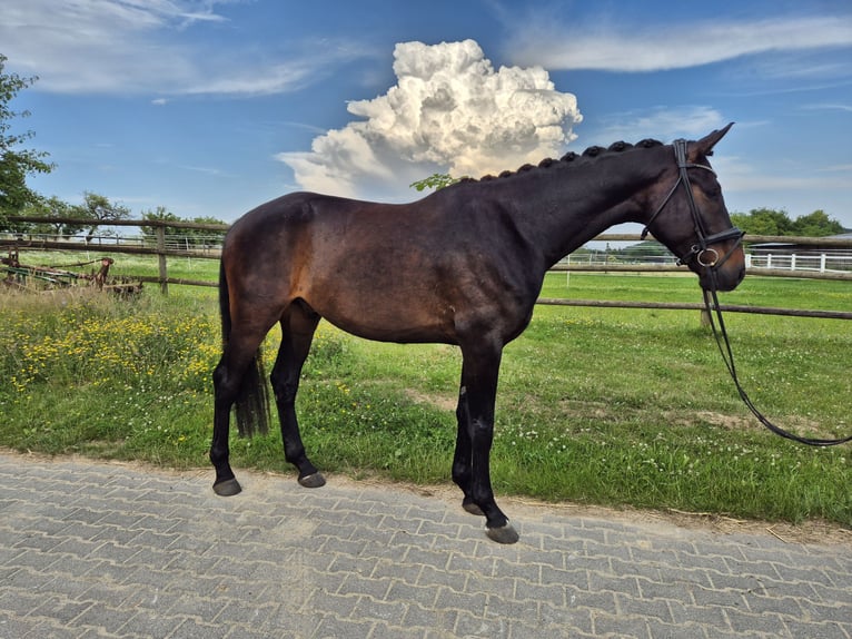 Deutsches Sportpferd Wallach 5 Jahre 175 cm Schwarzbrauner in Hofheim am Taunus