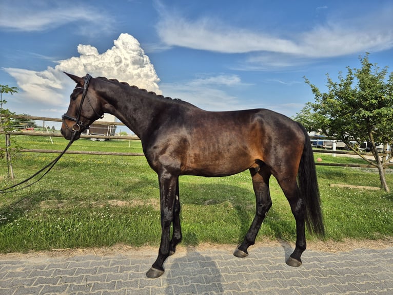 Deutsches Sportpferd Wallach 5 Jahre 175 cm Schwarzbrauner in Hofheim am Taunus