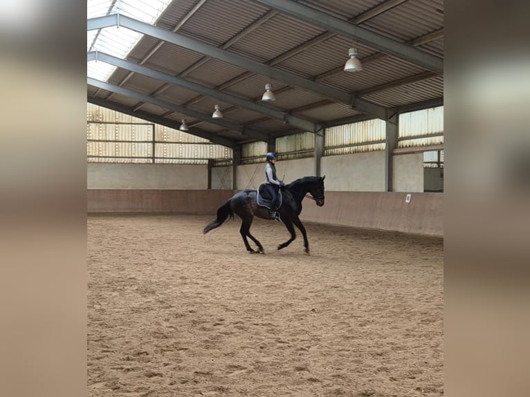 Deutsches Sportpferd Wallach 5 Jahre 175 cm Schwarzbrauner in Hofheim am Taunus