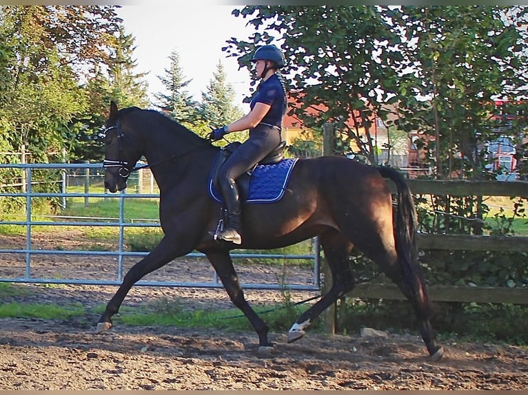 Deutsches Sportpferd Wallach 5 Jahre 176 cm Dunkelbrauner in Rehfeld