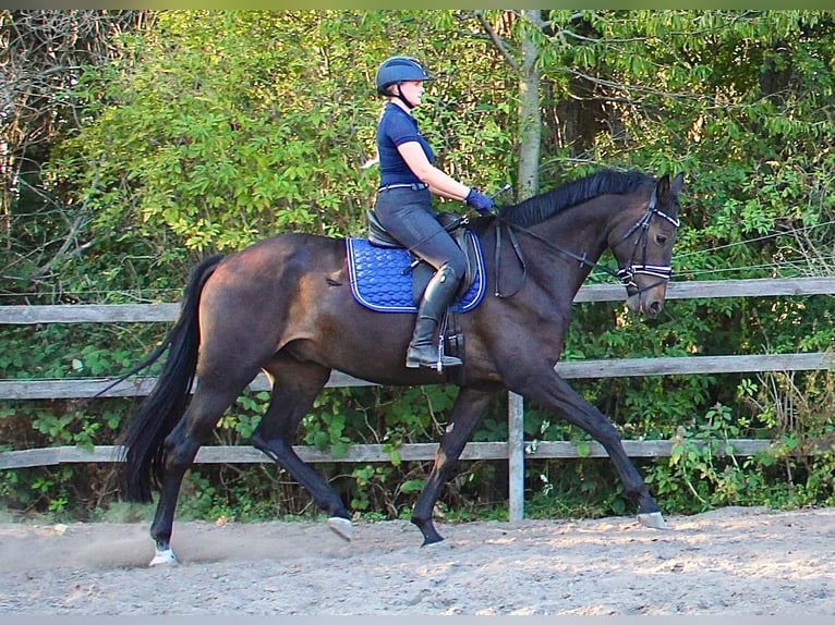 Deutsches Sportpferd Wallach 5 Jahre 176 cm Dunkelbrauner in Rehfeld