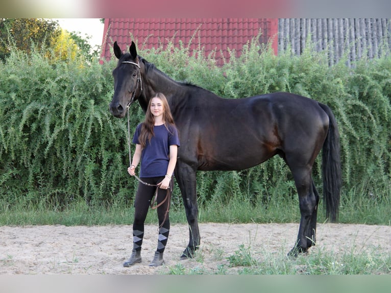 Deutsches Sportpferd Wallach 5 Jahre 176 cm Rappe in Swochowo