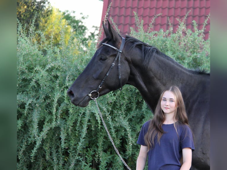 Deutsches Sportpferd Wallach 5 Jahre 176 cm Rappe in Swochowo