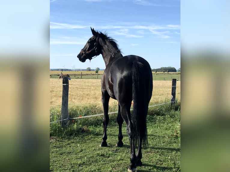 Deutsches Sportpferd Wallach 5 Jahre 176 cm Rappe in Swochowo