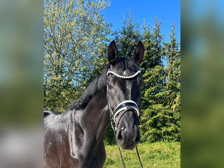 Deutsches Sportpferd Wallach 5 Jahre 177 cm Rappe in Drackenstein