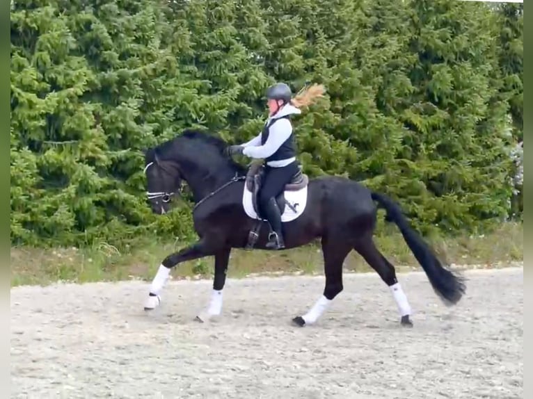 Deutsches Sportpferd Wallach 5 Jahre 177 cm Rappe in Drackenstein