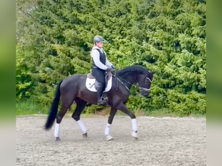 Deutsches Sportpferd Wallach 5 Jahre 177 cm Rappe in Drackenstein