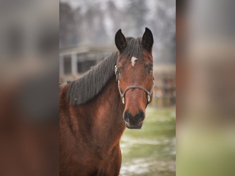 Deutsches Sportpferd Wallach 5 Jahre 177 cm in Fraunberg