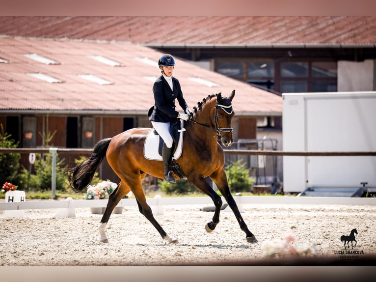 Deutsches Sportpferd Wallach 5 Jahre 178 cm Brauner in Šamorín