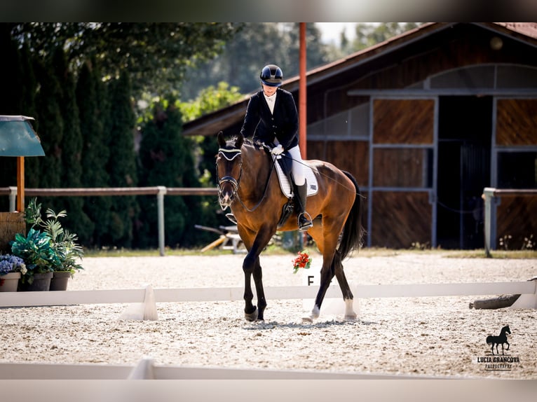 Deutsches Sportpferd Wallach 5 Jahre 178 cm Brauner in Šamorín