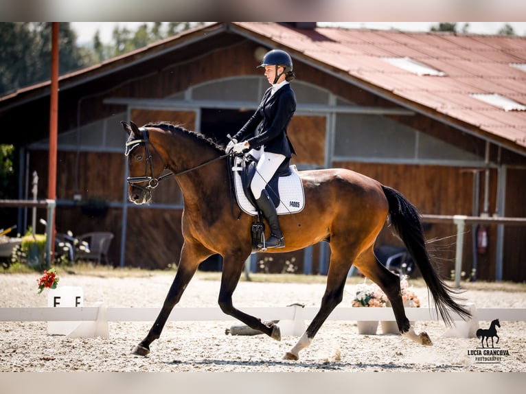 Deutsches Sportpferd Wallach 5 Jahre 178 cm Brauner in Šamorín